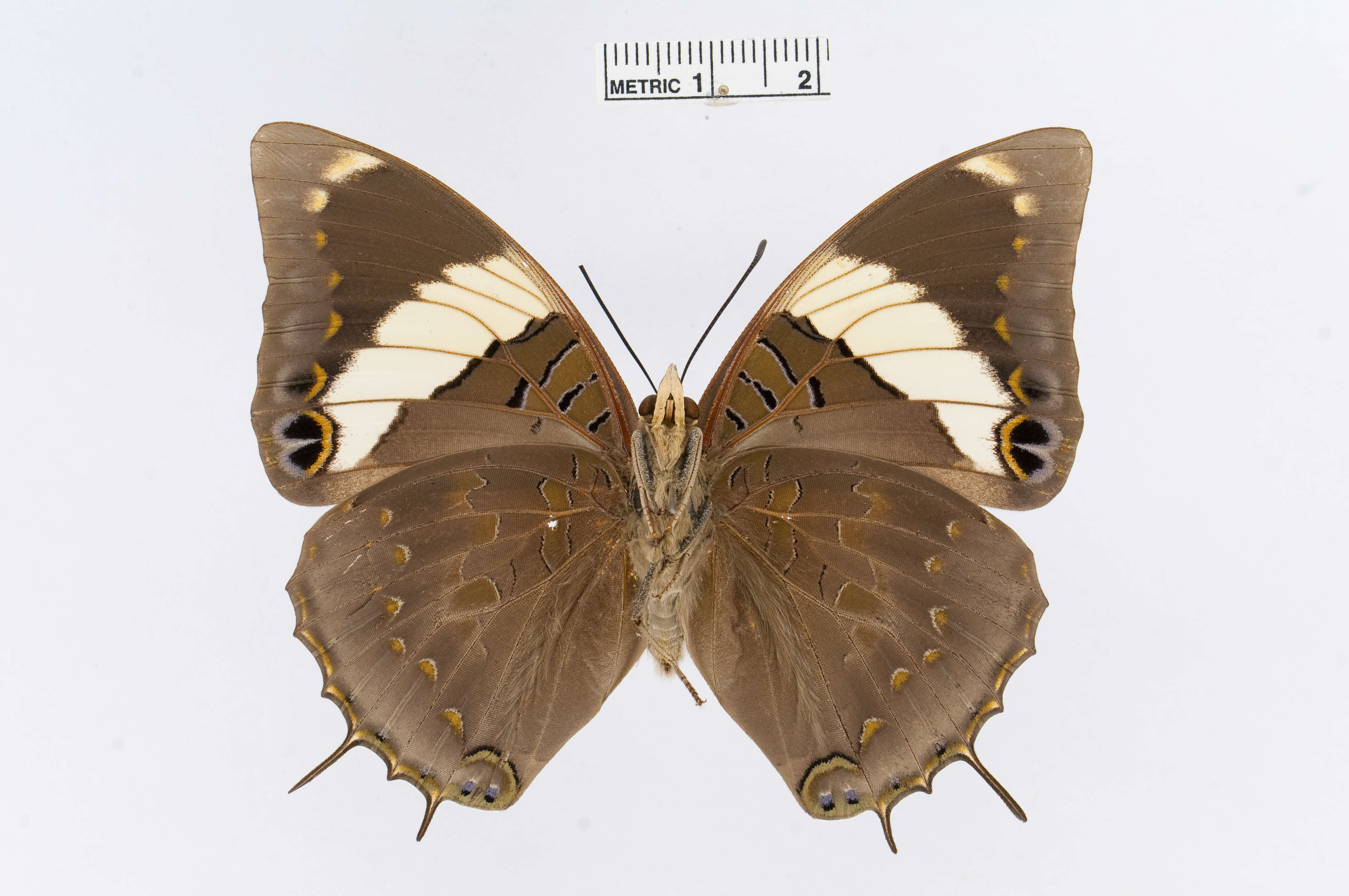 Charaxes bohemani Felder & Felder 1859的圖片