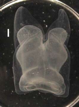 Image of Apolemia lanosa Siebert, Pugh, Haddock & Dunn 2013