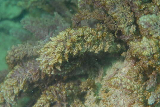 Image of Red asparagus algae