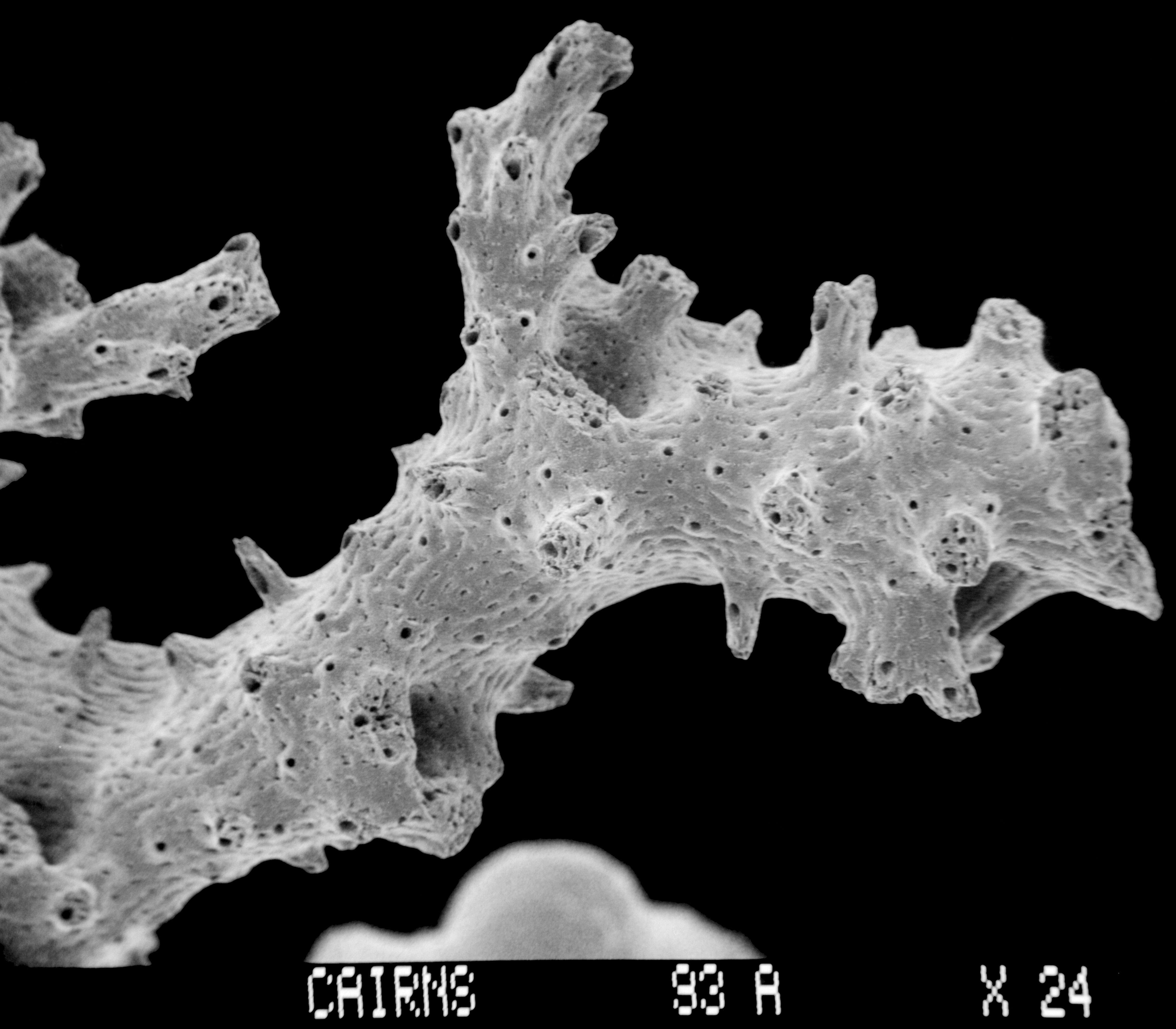 Image of Errinopsis fenestrata Cairns 1983