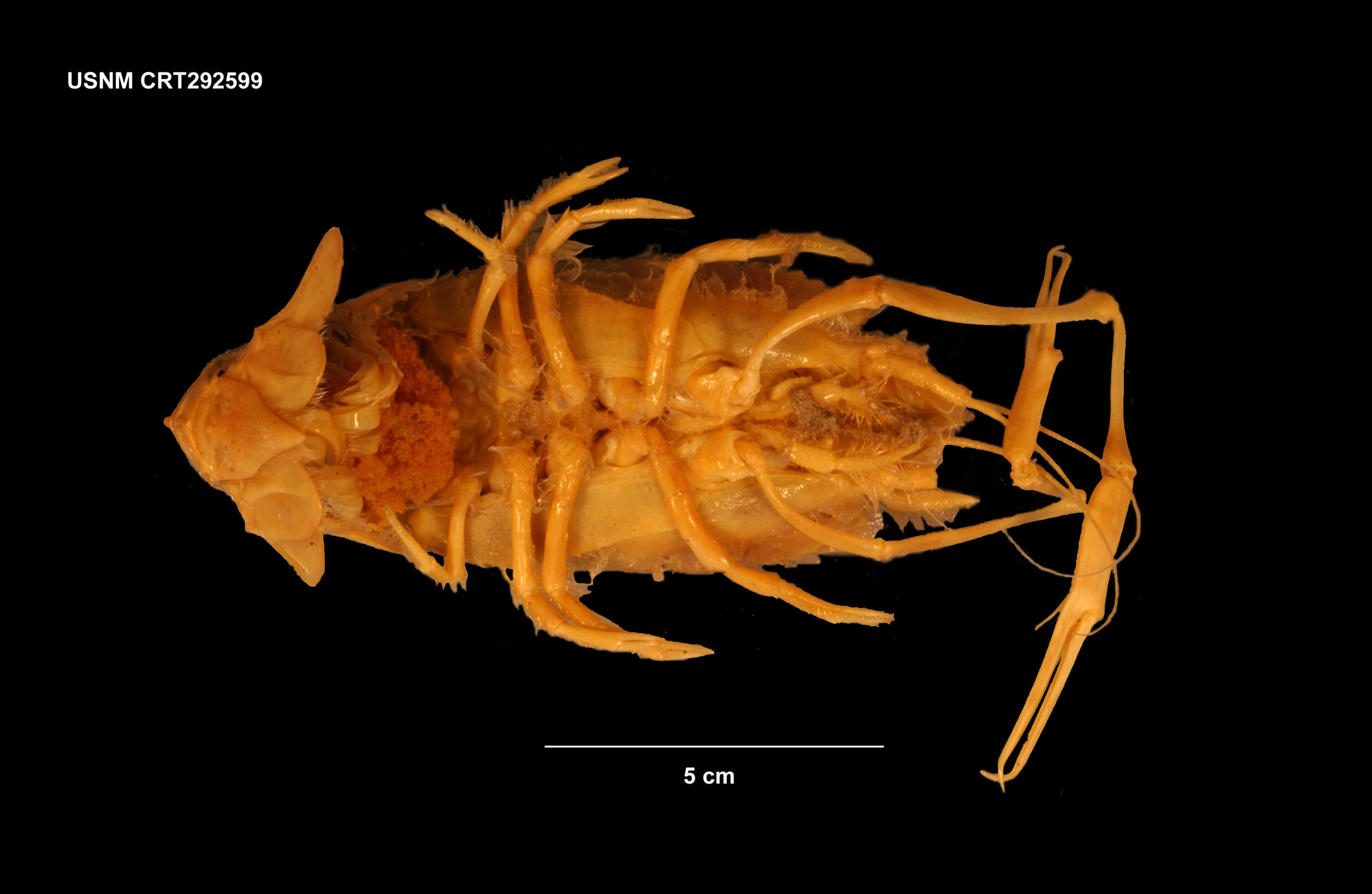 Sivun Stereomastis sculpta sculpta (Smith 1880) kuva