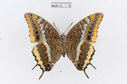 Charaxes jasius Linnaeus 1767的圖片