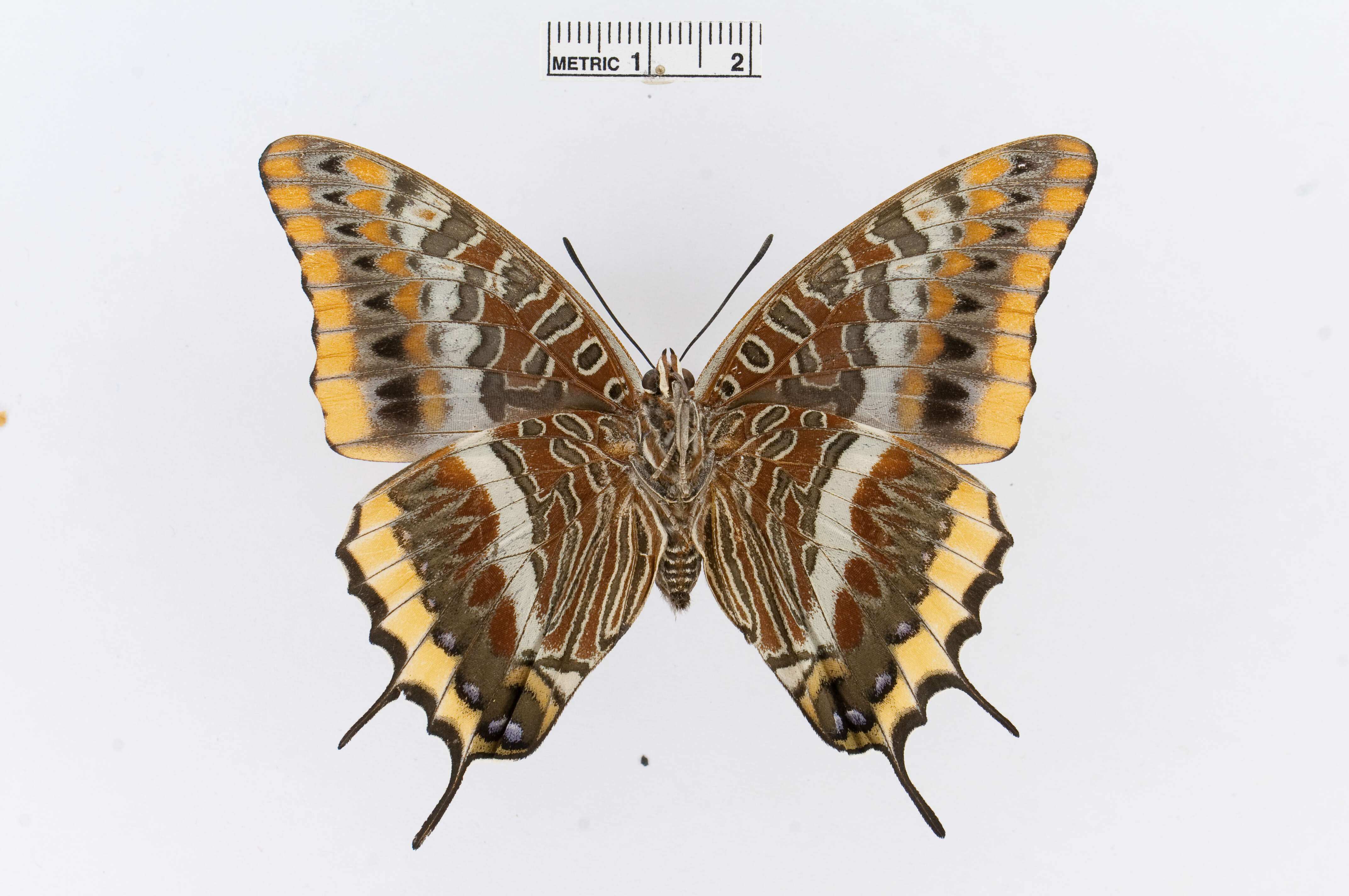 Charaxes jasius Linnaeus 1767的圖片