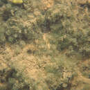 Image of Caulerpa webbiana var. pickeringii