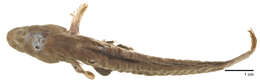 Imagem de Boleophthalmus pectinirostris (Linnaeus 1758)
