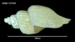 Image of Lorabela plicatula (Thiele 1912)