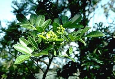 Image of Brazilian Peppertree