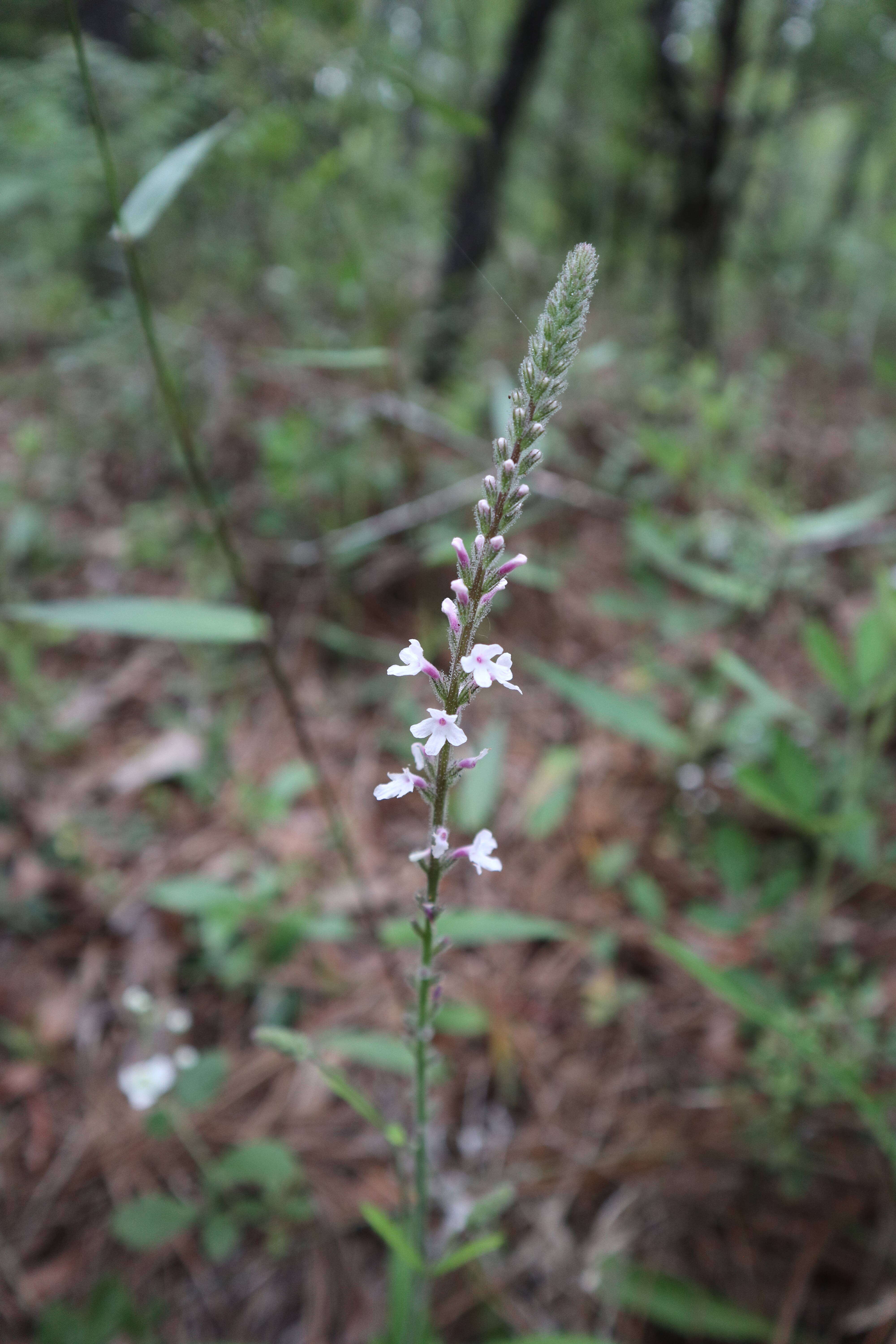 Image de Verbena carnea Medik.