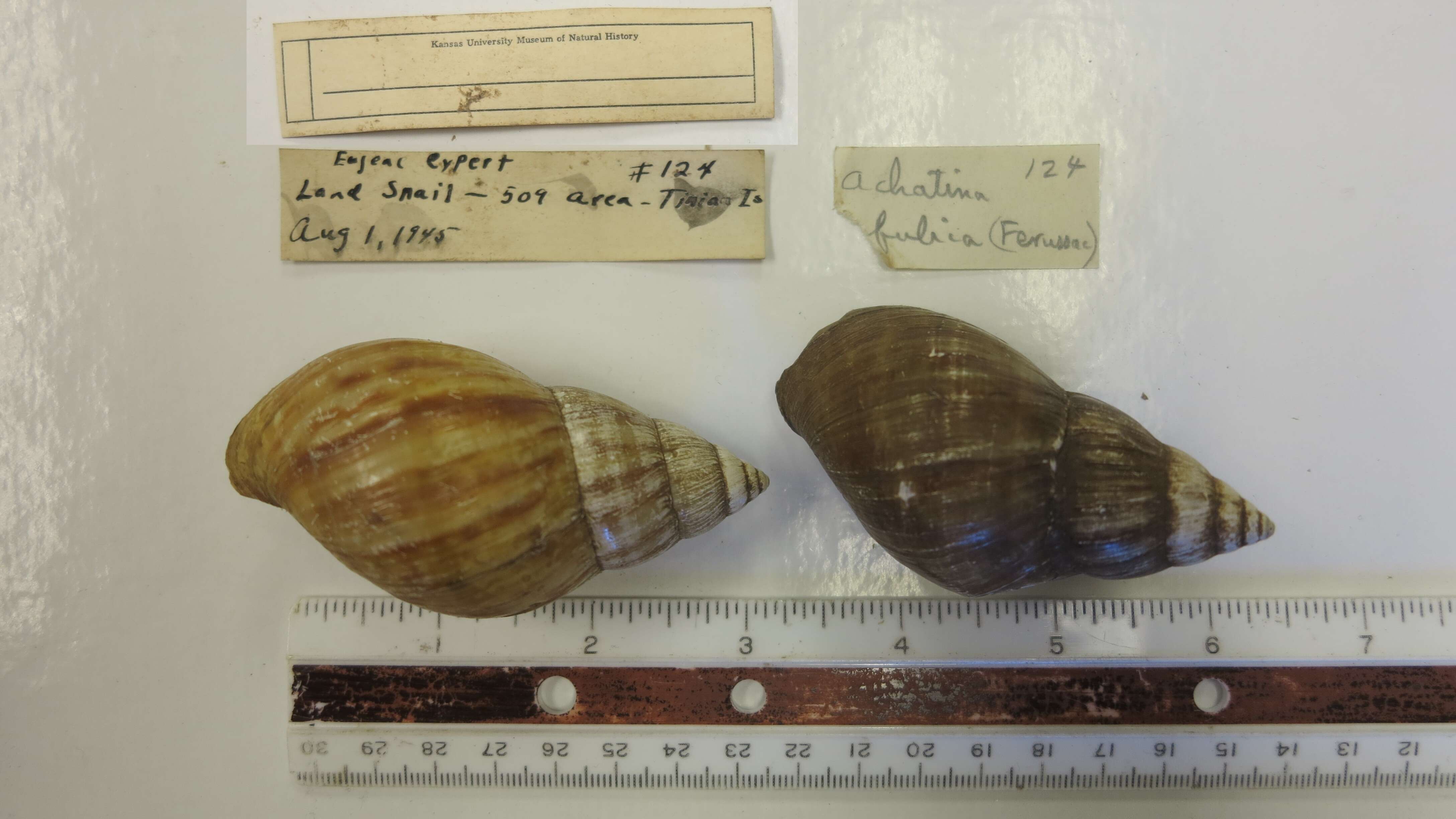 Imagem de Achatina fulica (Bowdich 1822)