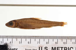 Image of Squalidus