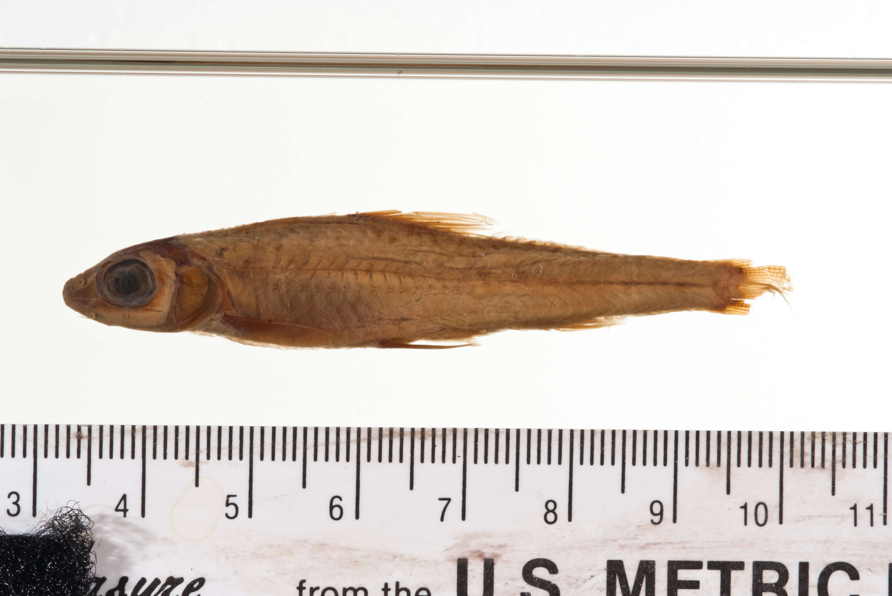 Image of Squalidus