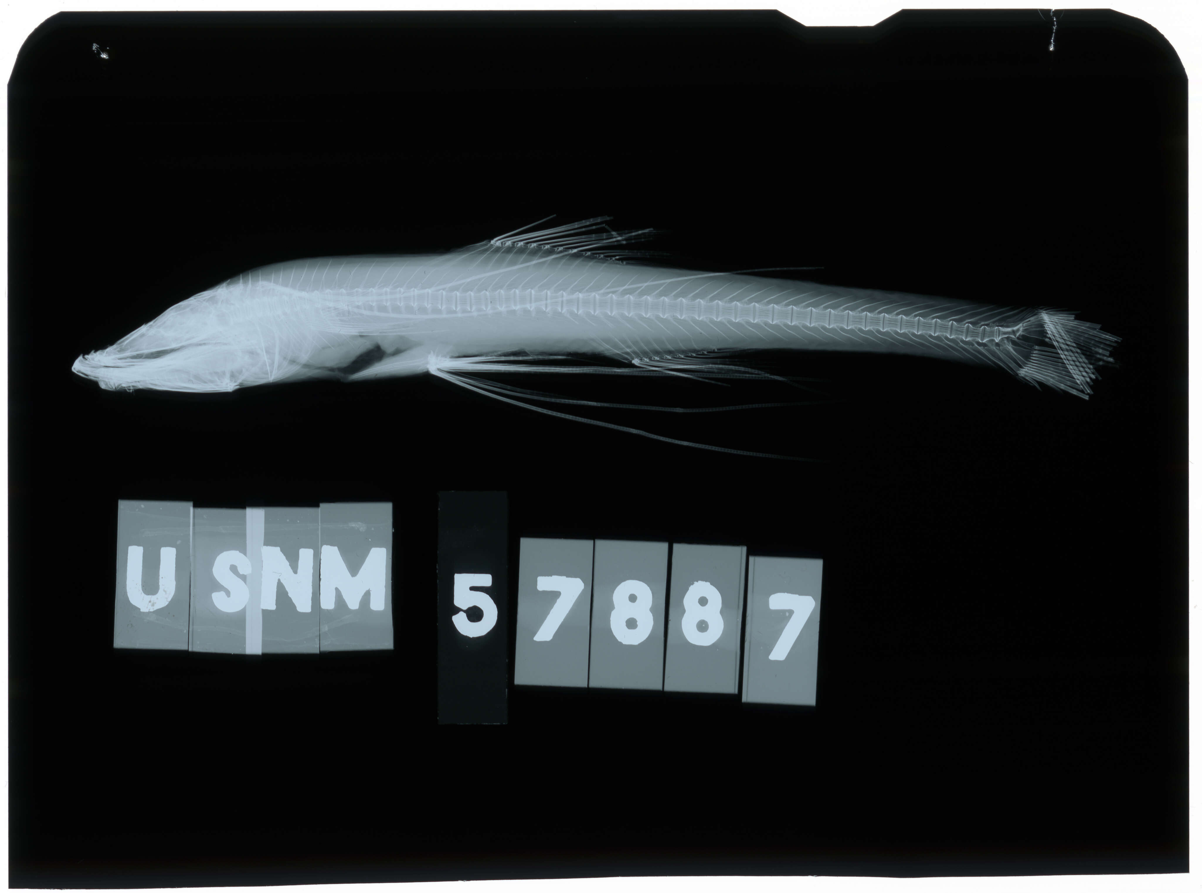 Image de Bathypterois ventralis Garman 1899