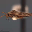 Image of Teleonemia vanduzeei Drake