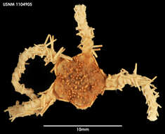 Image of Ophiomitrella ingrata Koehler 1908