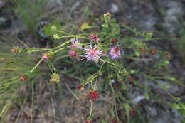 Image of sandywoods chaffhead