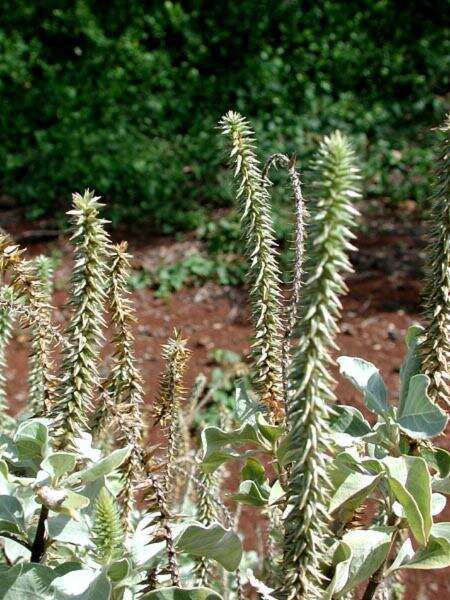 Image of Round-leaved chaff-flower