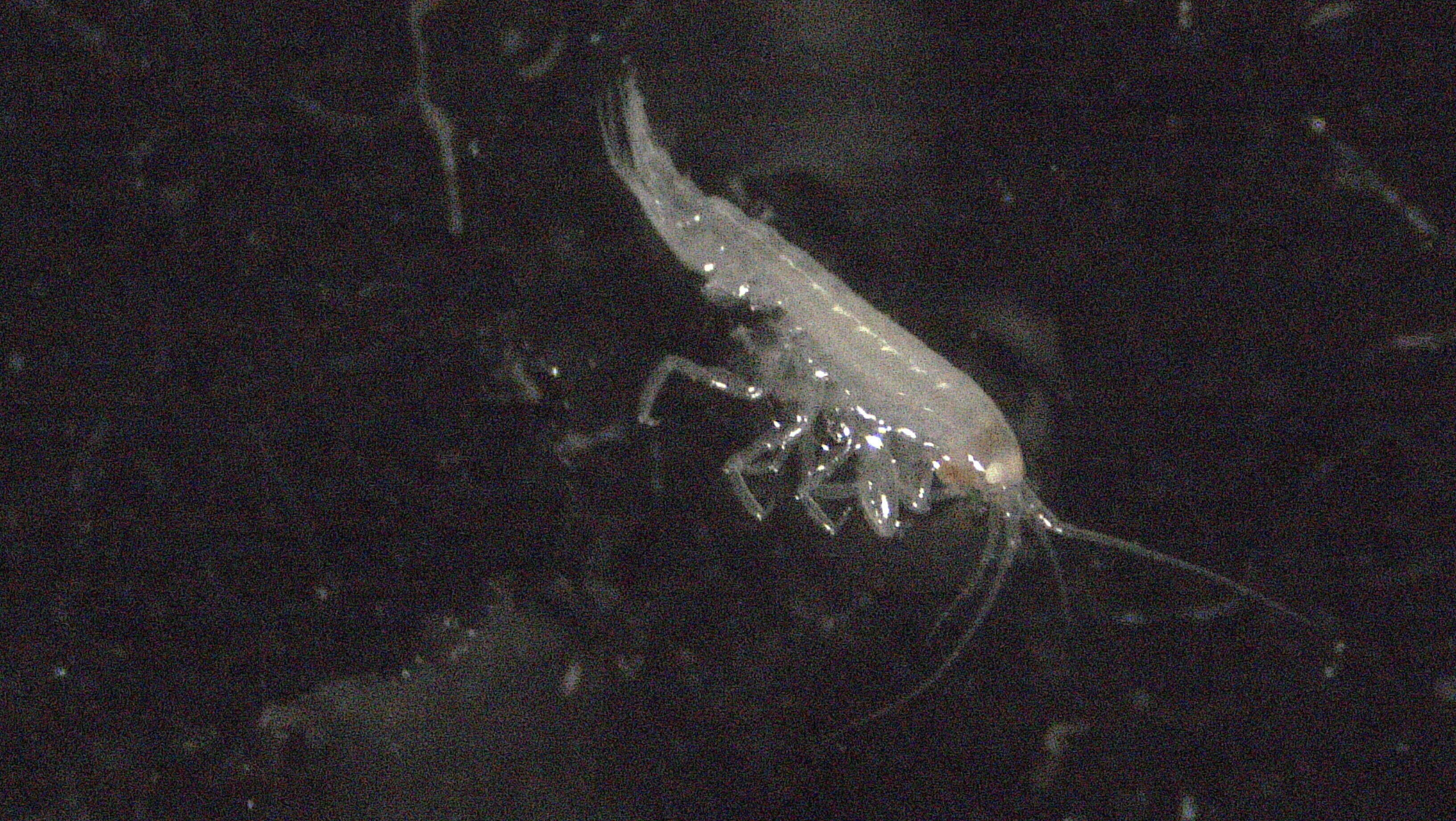 Image of Amphipoda