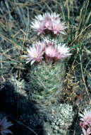 Image of whitecolumn foxtail cactus