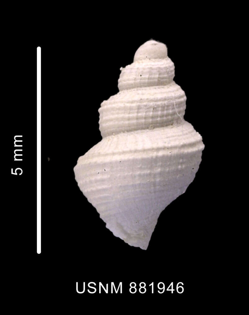 Image of Falsitromina fenestrata (Powell 1951)