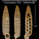 Sivun Liocallonia andresensis vagans C. Torre & Bartsch 1972 kuva