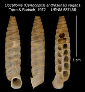 Image de Liocallonia andresensis vagans C. Torre & Bartsch 1972