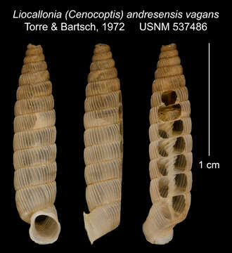 Plancia ëd Liocallonia andresensis vagans C. Torre & Bartsch 1972