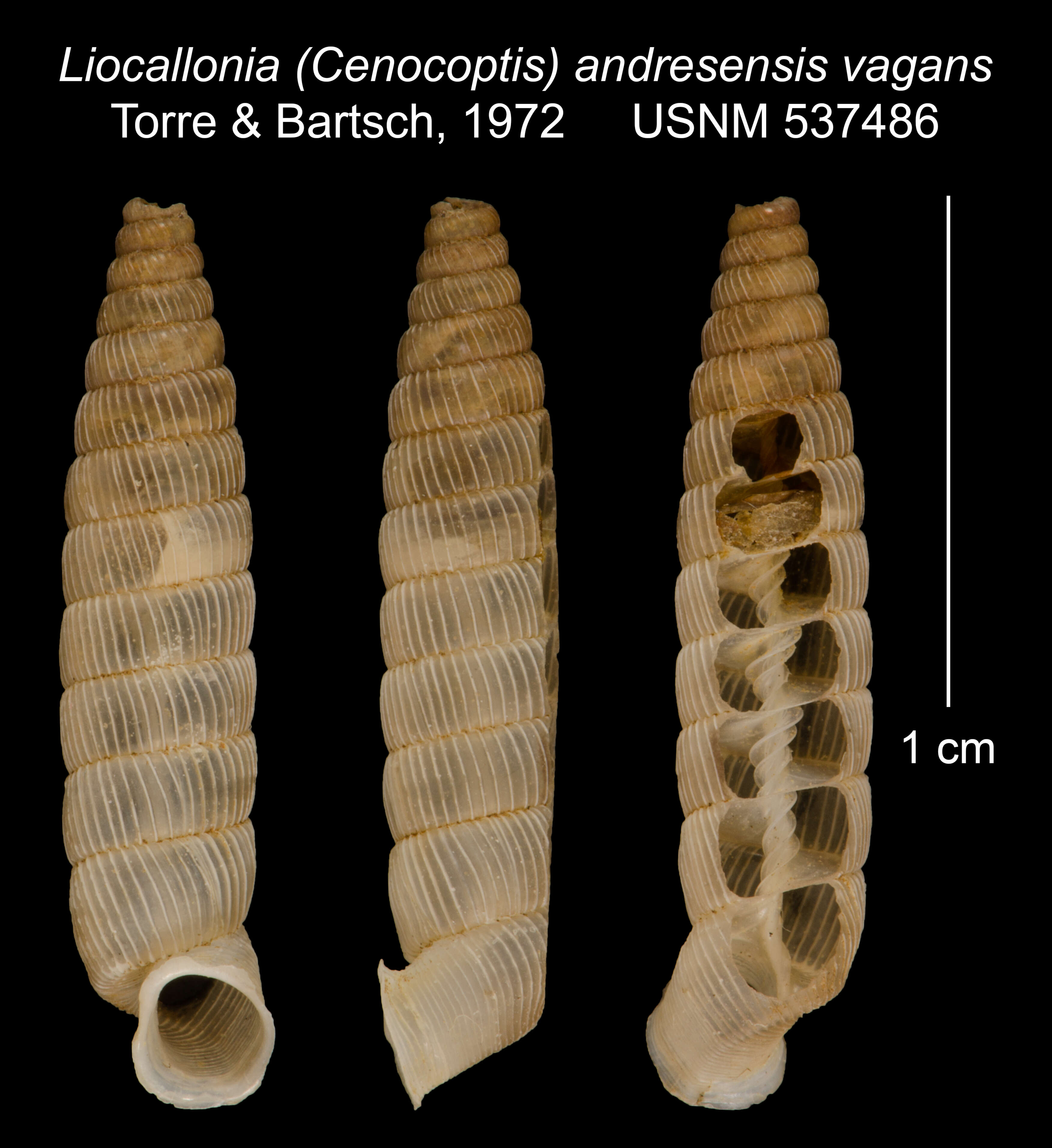 Plancia ëd Liocallonia andresensis vagans C. Torre & Bartsch 1972