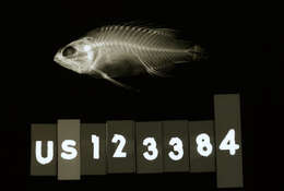 صورة Plesiops cephalotaenia Inger 1955