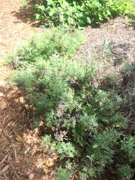 Image of wild wormwood