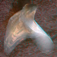 Image of pink scaled squid