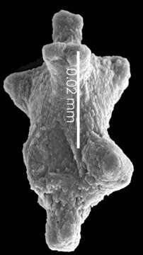 Image of Pleurocorallium niveum (Bayer 1956)