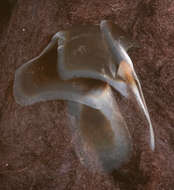 Image of pink scaled squid