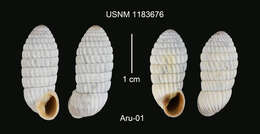 Image of Cerion uva (Linnaeus 1758)