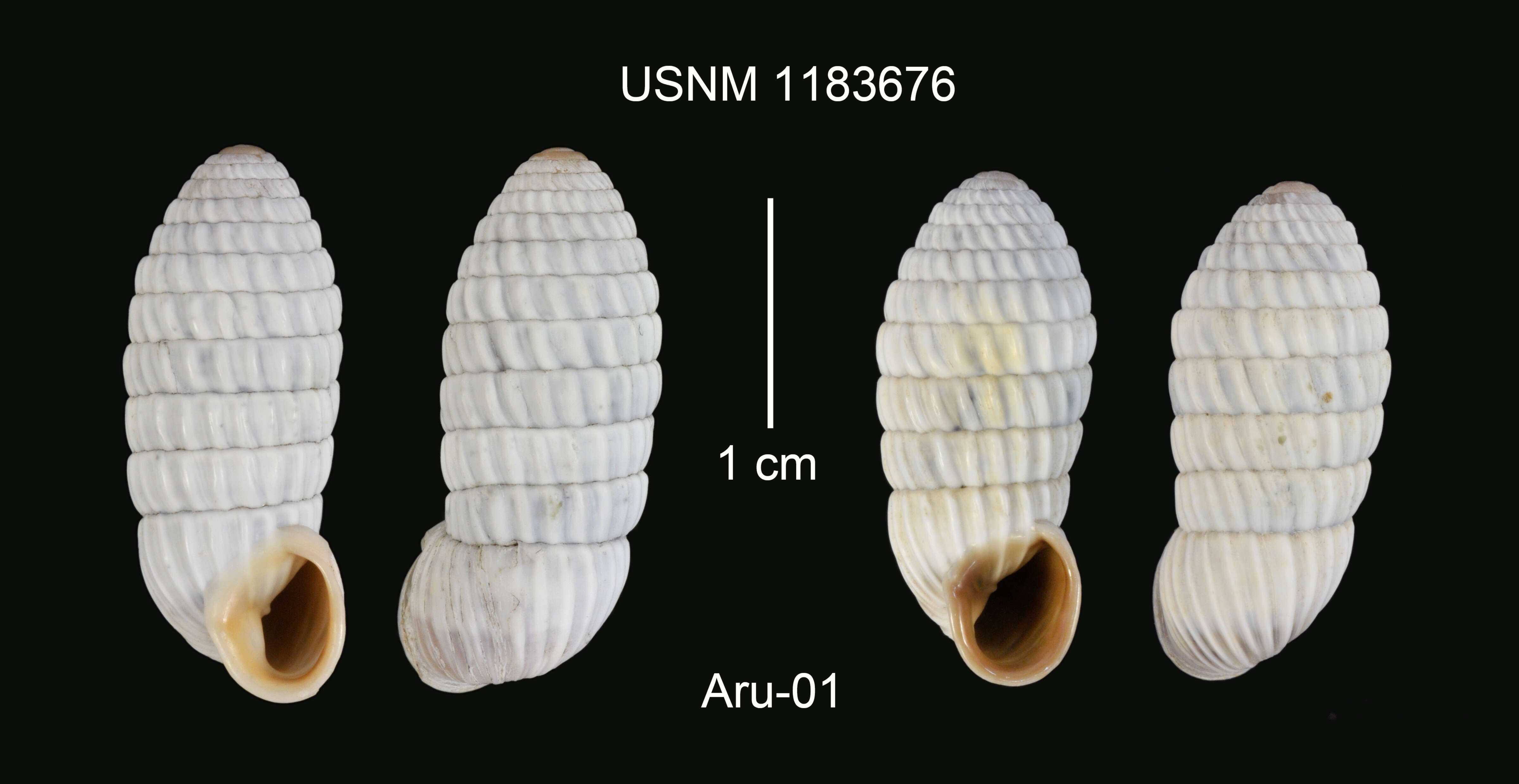 Image of Cerion uva (Linnaeus 1758)