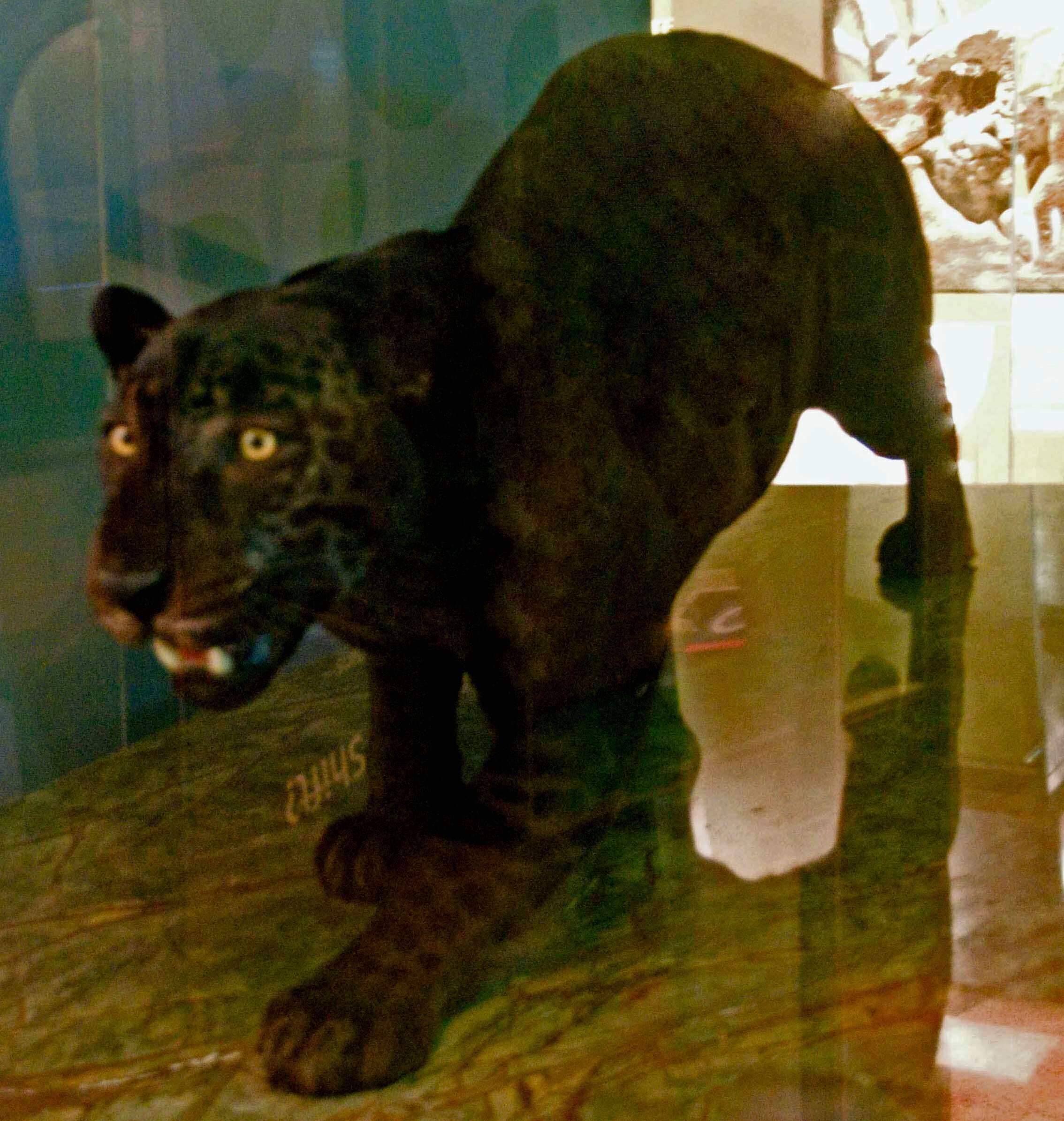 Image of Jaguar