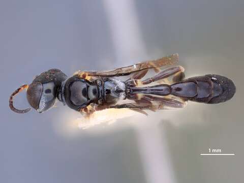 Image of Rhopalum spinicollum Tsuneki 1968