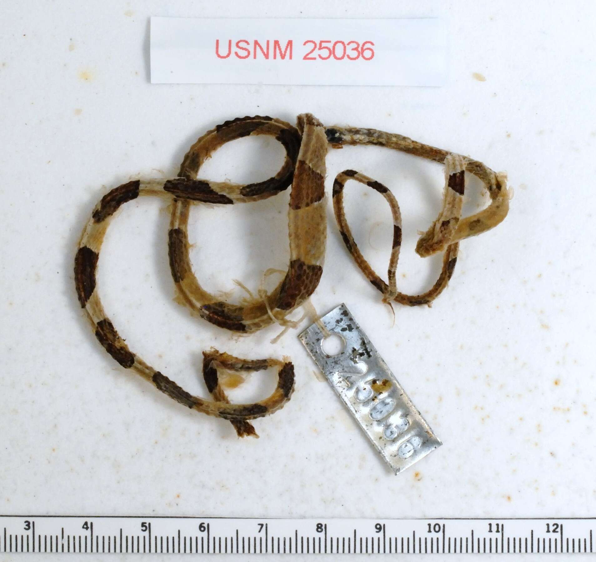 Image of Blunthead Tree Snake