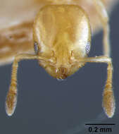 Image of Xenomyrmex stollii Forel 1885