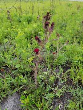 Image of yellow thistle