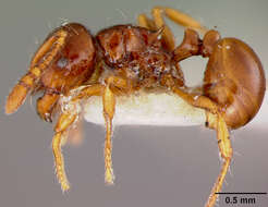 Image of Pristomyrmex mandibularis Mann 1921