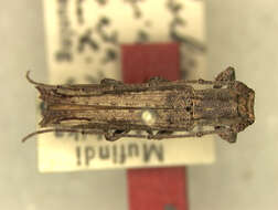 Batrachorhina (Soridus) excavata Breuning 1942的圖片