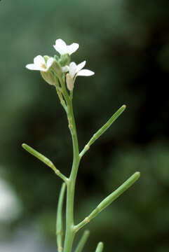 صورة Cakile lanceolata (Willd.) O. E. Schulz