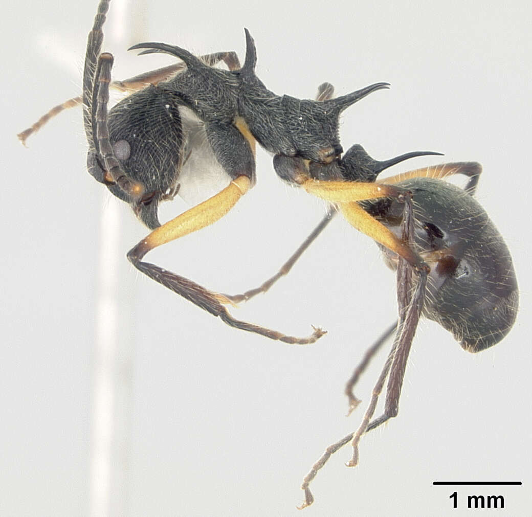 Image of Dolichoderus shattucki MacKay 1993