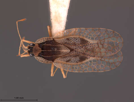 Image of Leptodictya (Hanuala) sinaloana Drake 1954