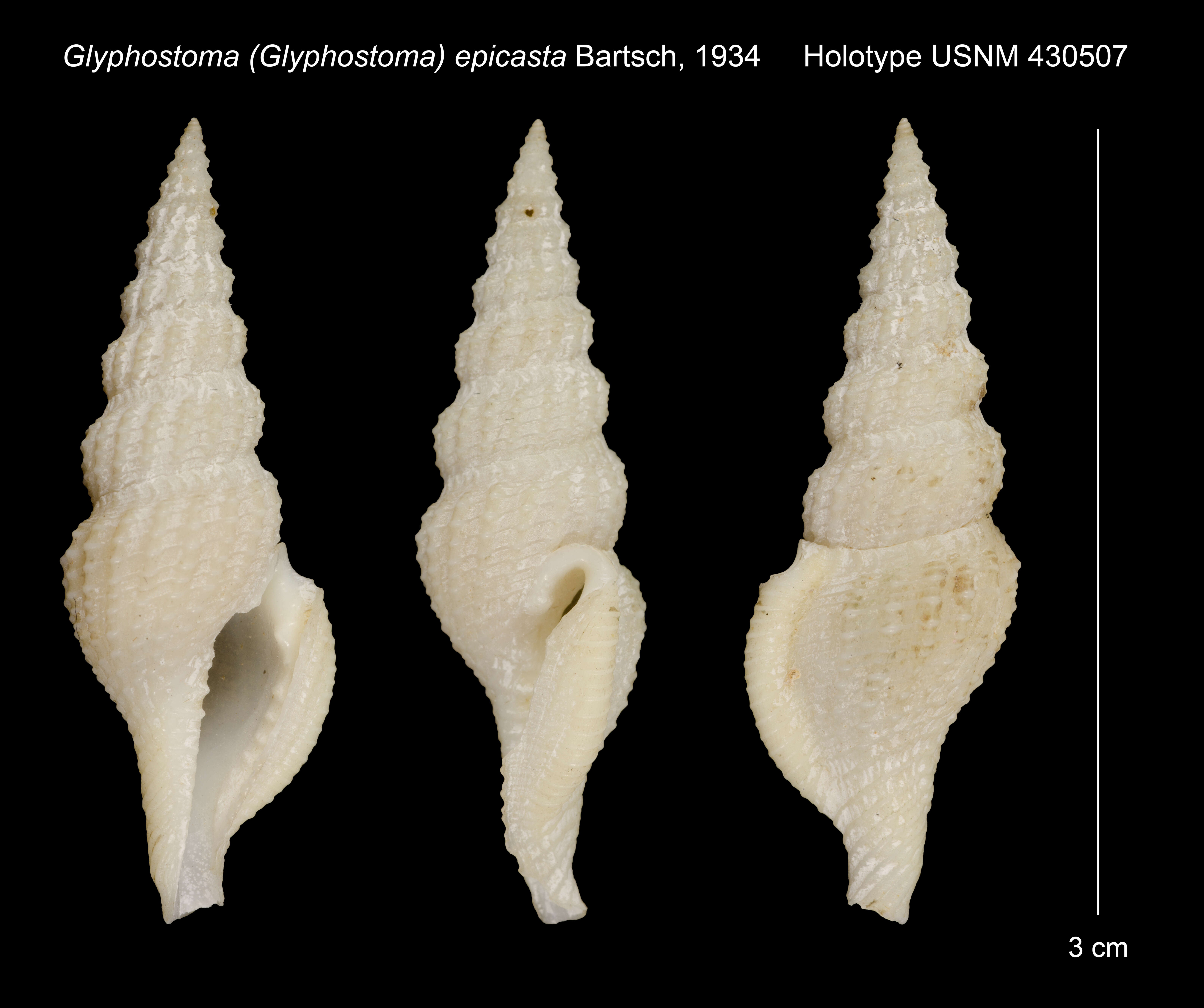 Image of Glyphostoma epicasta Bartsch 1934