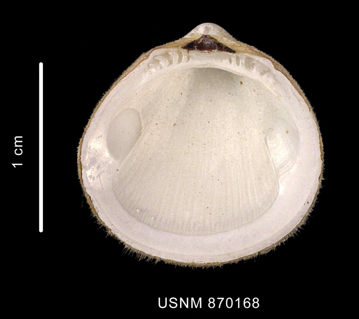 Image of Limopsis hirtella Rochebrune & Mabille 1889