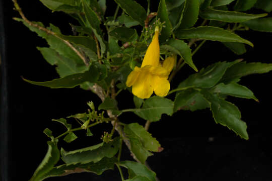 Image of Yellow bells