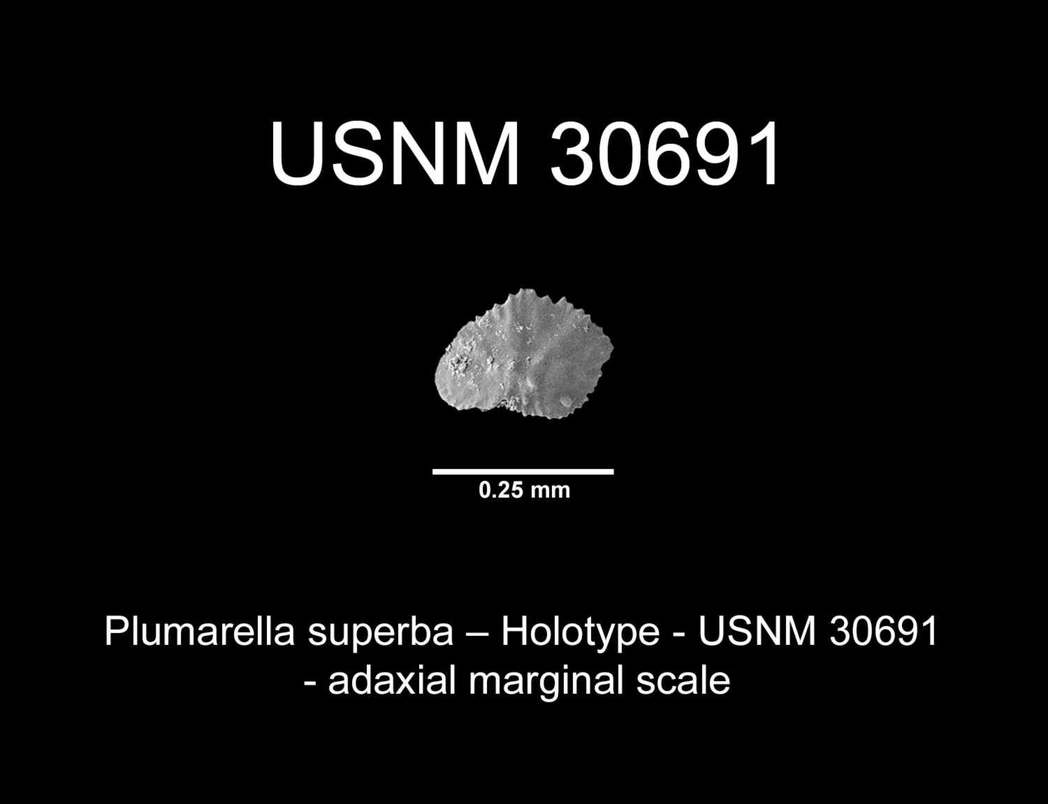 Imagem de <i>Primnodendron superbum</i> Nutting 1912