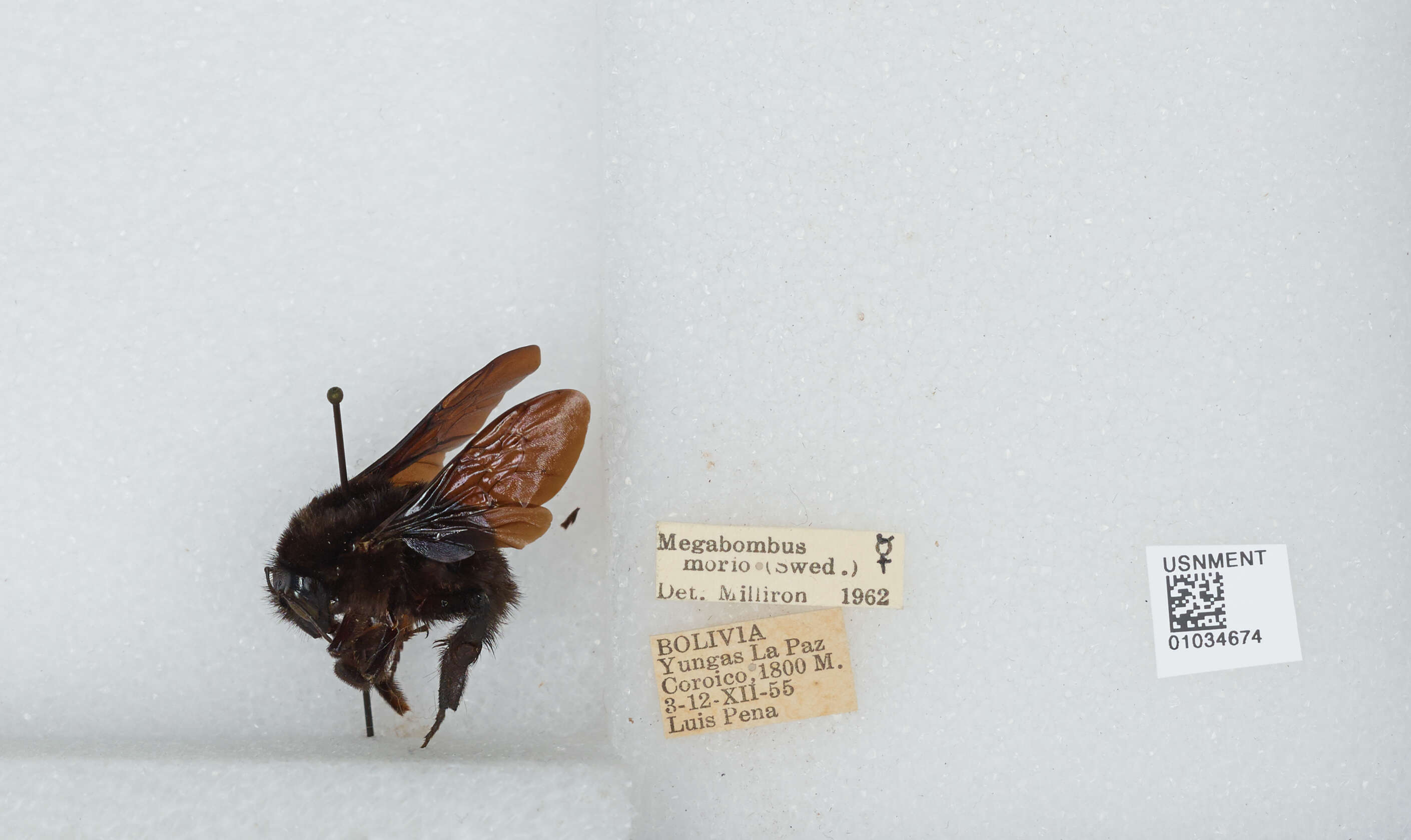 Image of Bombus morio (Swederus 1787)