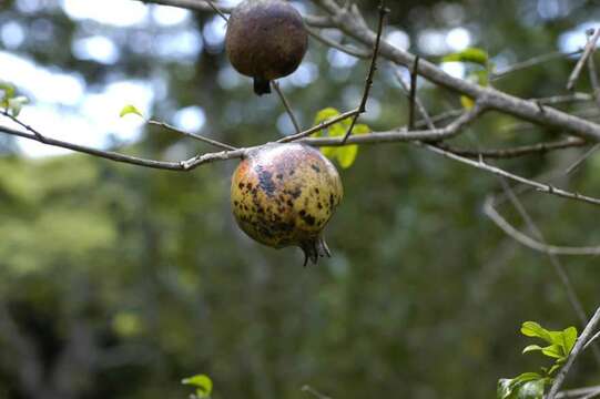 Image of pomegranate